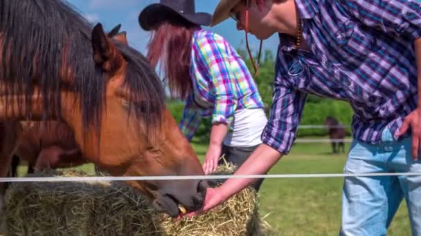 Casal está alimentando os cavalos fora em uma fazenda — Vídeo de Stock