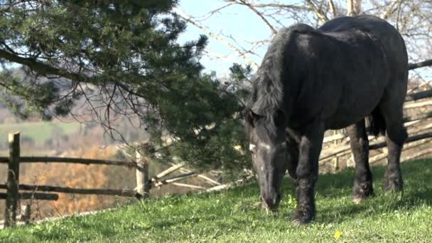 Caballo negro pastando — Vídeos de Stock