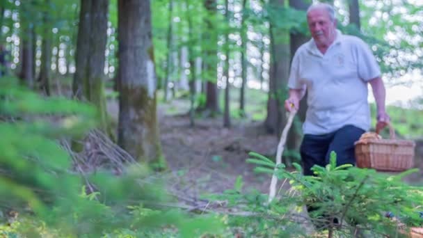 Hombre está recogiendo setas en el bosque — Vídeos de Stock