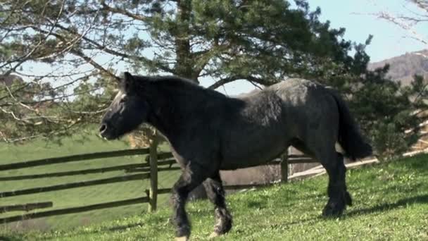 Cavalo correndo ao redor do prado — Vídeo de Stock