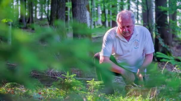 Людина в лісі бачить багато грибів — стокове відео
