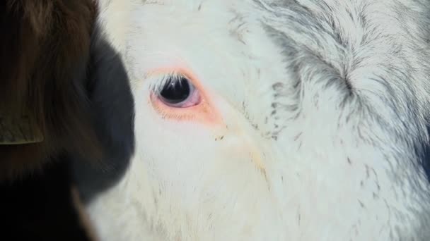 Vaca en el prado del biofarm — Vídeo de stock