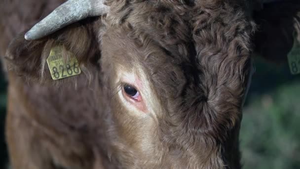 Корова на биофармлугу — стоковое видео