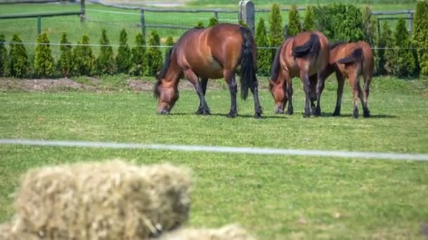 Άλογα τρώνε χόρτο στους στάβλους ιππασίας — Αρχείο Βίντεο