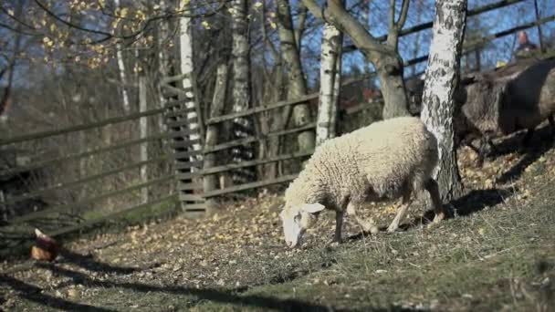 Rebaño de ovejas que pastan — Vídeo de stock
