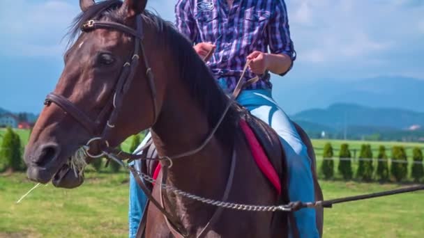Лошадь с ковбоем на спине ест сено — стоковое видео