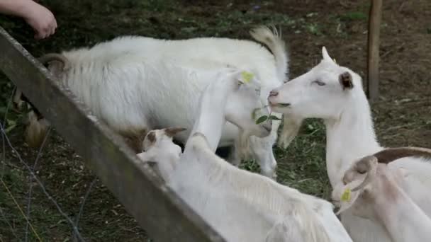 Goats fighting for food — Stock Video