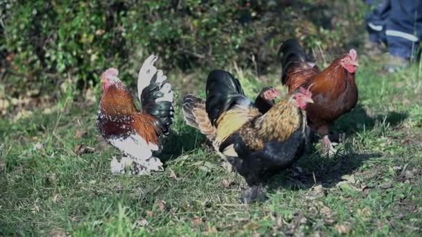 Galinha de quintal em biofarme — Vídeo de Stock