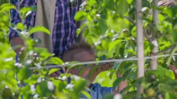 Boy is picking up an apple — Stock Video