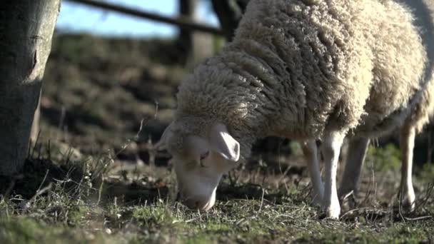 Oveja está pastando en la hierba — Vídeo de stock