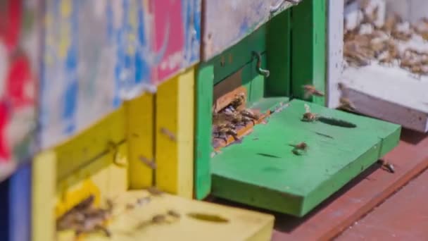 Κυψέλη πάνελ και οι μέλισσες που πετούν γύρω από τους — Αρχείο Βίντεο