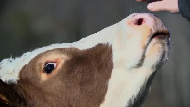 Человек трогает корову — стоковое видео