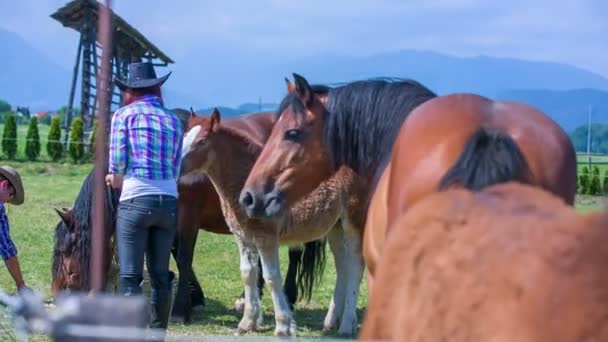 Alimentando os cavalos castanhos lá fora em uma fazenda — Vídeo de Stock