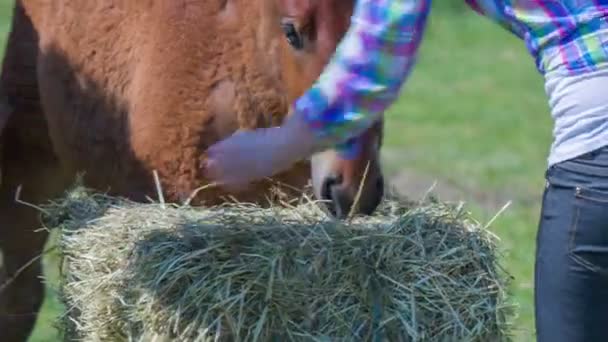 Een vrouw is het voeden van een jong paard — Stockvideo