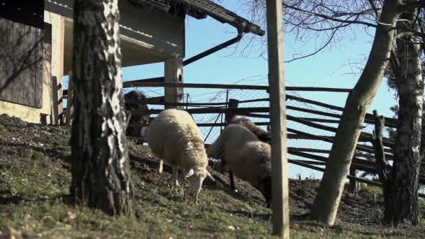 Rebanho de pastoreio de ovinos — Vídeo de Stock