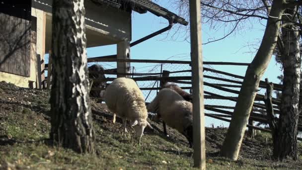 Rebaño de ovejas que pastan — Vídeos de Stock