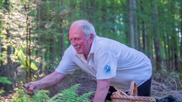 Homem está coletando cogumelos na floresta — Vídeo de Stock