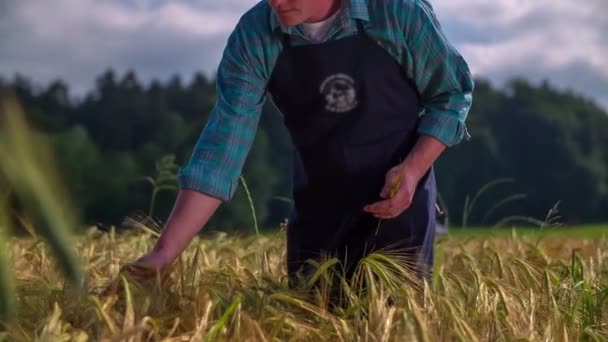 Agricultor colher espigas de trigo — Vídeo de Stock