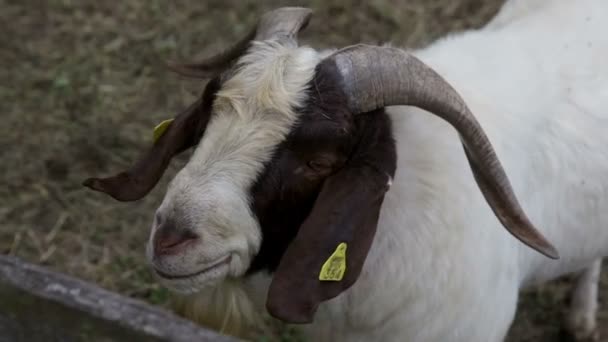 Close-up de cabras domésticas — Vídeo de Stock