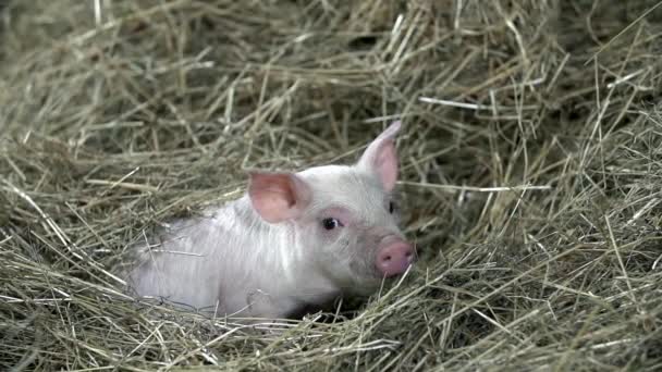 猪躺在干草 — 图库视频影像