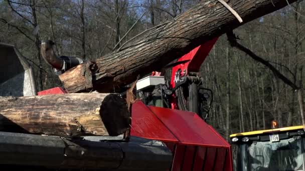 Tunga maskiner hugga träden — Stockvideo
