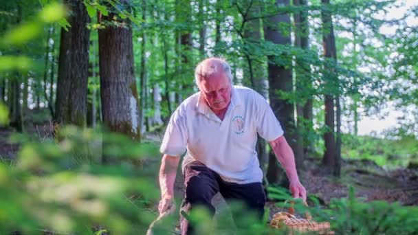 Paddestoel picker is wandelen in het woud — Stockvideo