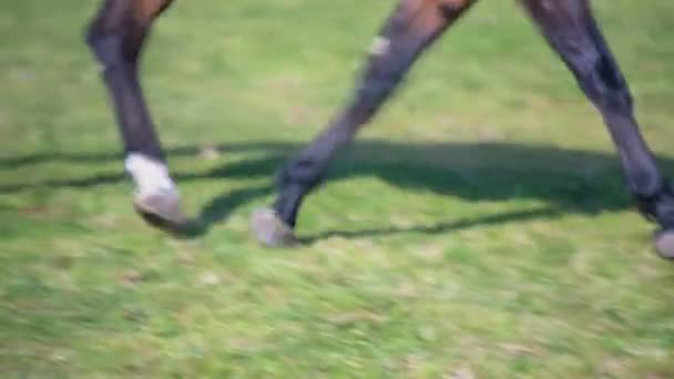 Sementales están jugando y corriendo en una granja de sementales — Vídeos de Stock