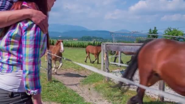 Pár pozorovat koně ve stáji — Stock video
