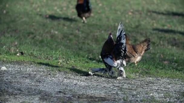 Backyard chicken on biofarm — Stock Video