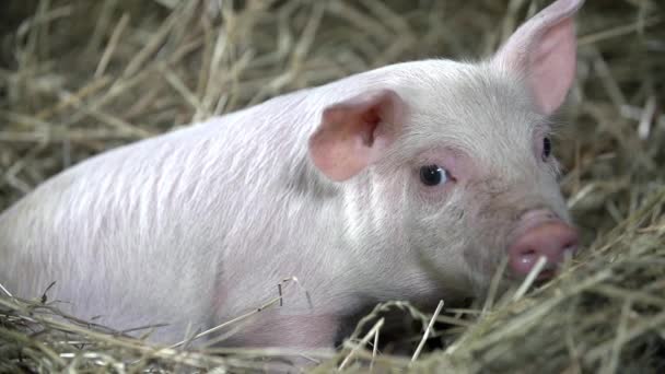 Cerdo está tirado en el heno — Vídeos de Stock