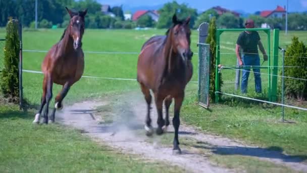 Paarden lopen uit de stallen — Stockvideo