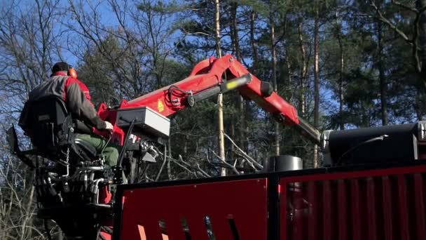 Schwere Maschinen fällen die Bäume — Stockvideo