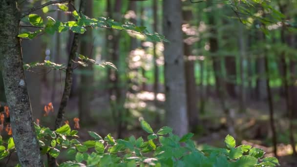 Vacker skog i en fin höstdag — Stockvideo