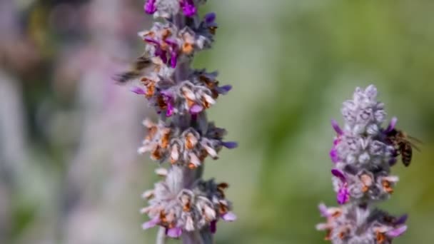 Бджоли літають навколо квітів на лузі — стокове відео