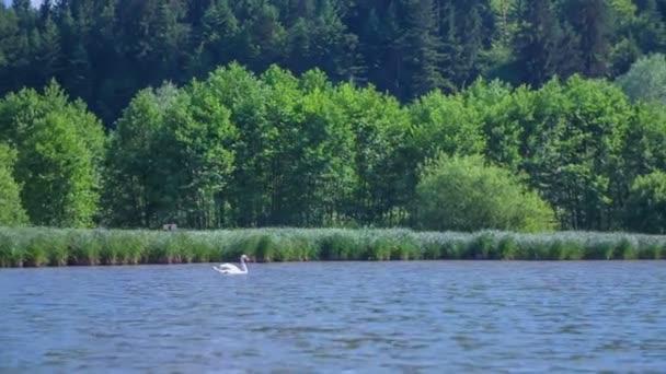 Belo cisne nadando no lago — Vídeo de Stock