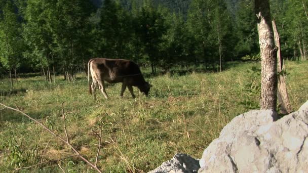 Vache se nourrissant sur une prairie — Video