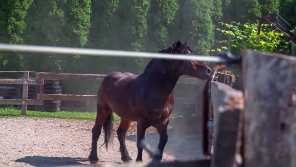 Caballo está corriendo a lo largo de la cerca de madera — Vídeos de Stock