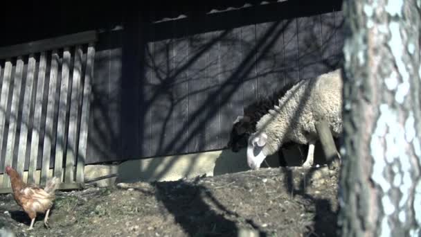 Rebanho de ovelhas está pastando na grama — Vídeo de Stock