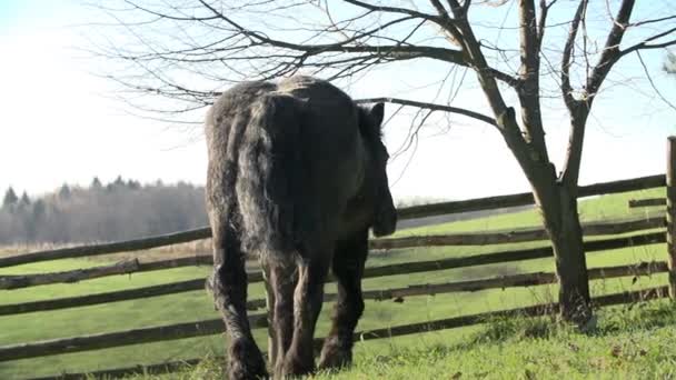 Passeggiate a cavallo fino alla recinzione di legno — Video Stock