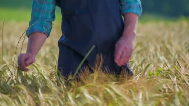 Agricultor caminando en campo de trigo — Vídeo de stock