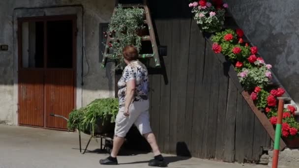 Mujer haciendo trabajo en una granja — Vídeo de stock