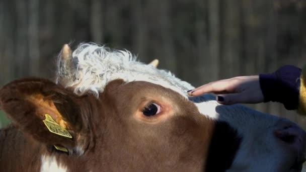 Woman touching cow — Stock Video