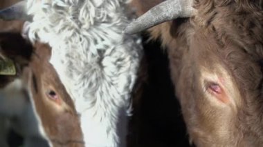 Kulakları ayetlerine ile inek