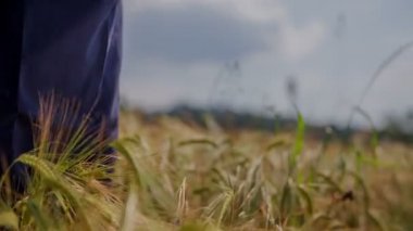Buğday alan üzerinde yürüme çiftçi 