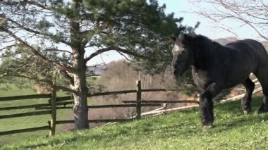 çayır çalışan at