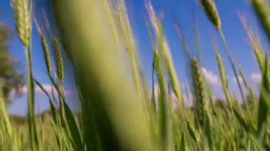 Yaz günü, buğday alanı