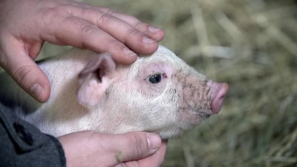 Hombre está acariciando cerdo — Vídeos de Stock