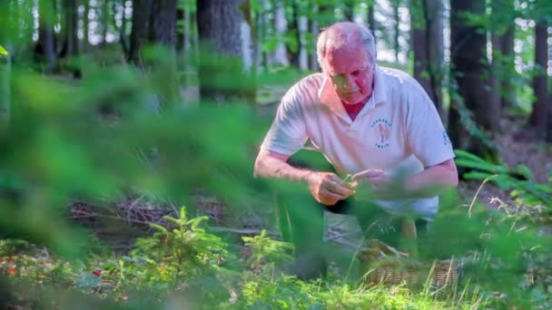 Man is knielen neer in het bos en hij is het verzamelen van paddestoelen — Stockvideo