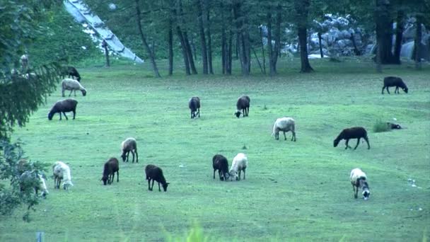 Кози харчуються на лузі — стокове відео