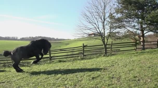 Caballo corriendo por el prado — Vídeos de Stock